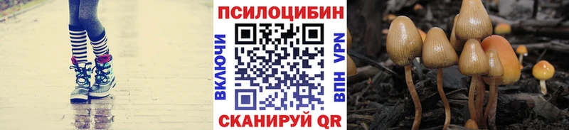 Купить закладки  Камызяк  Галлюциногенные грибы Psilocybe 